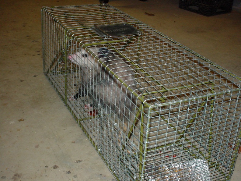 Possum 2006 3.jpg